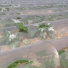Greenhouse Nylon Ground Cover Transparent DALIN 20 μm 1.6m x 1000 m