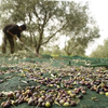 Harvesting Olive Net 8 X 12m OliveNet EXTRA PLUS 120gr/m2