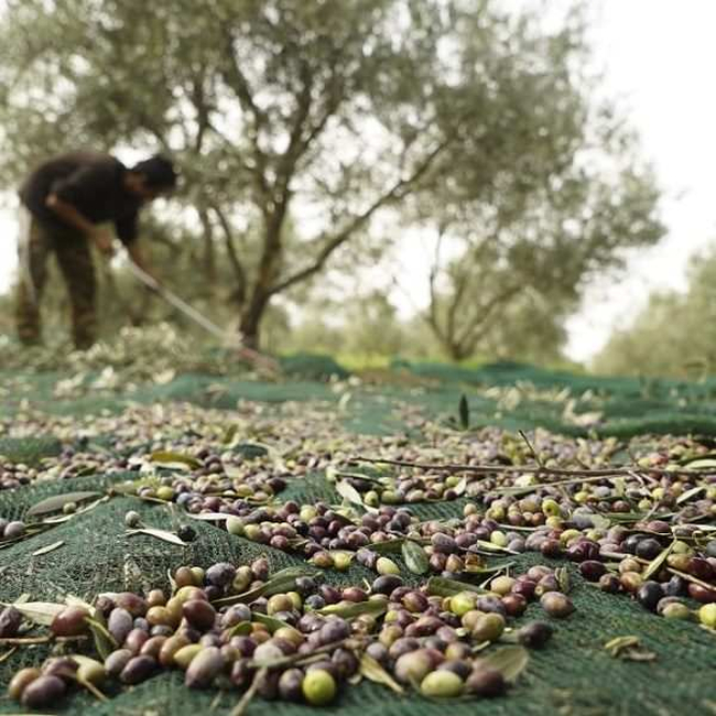 Ελαιόδιχτο Συγκομιδής 8 X 12m OliveNet EXTRA 100gr/m2