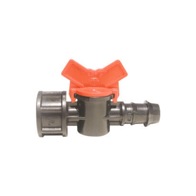 Βανάκι Φις - Νίπελ Θηλυκό